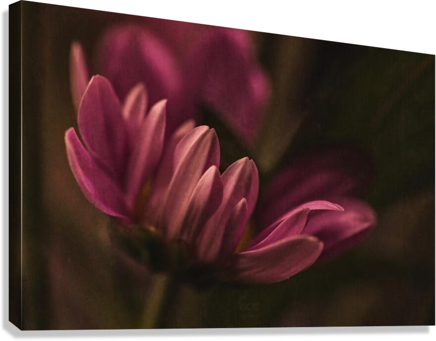  44A6746 Canvas Print