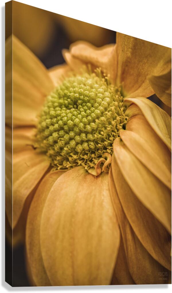  44A6419 Canvas Print