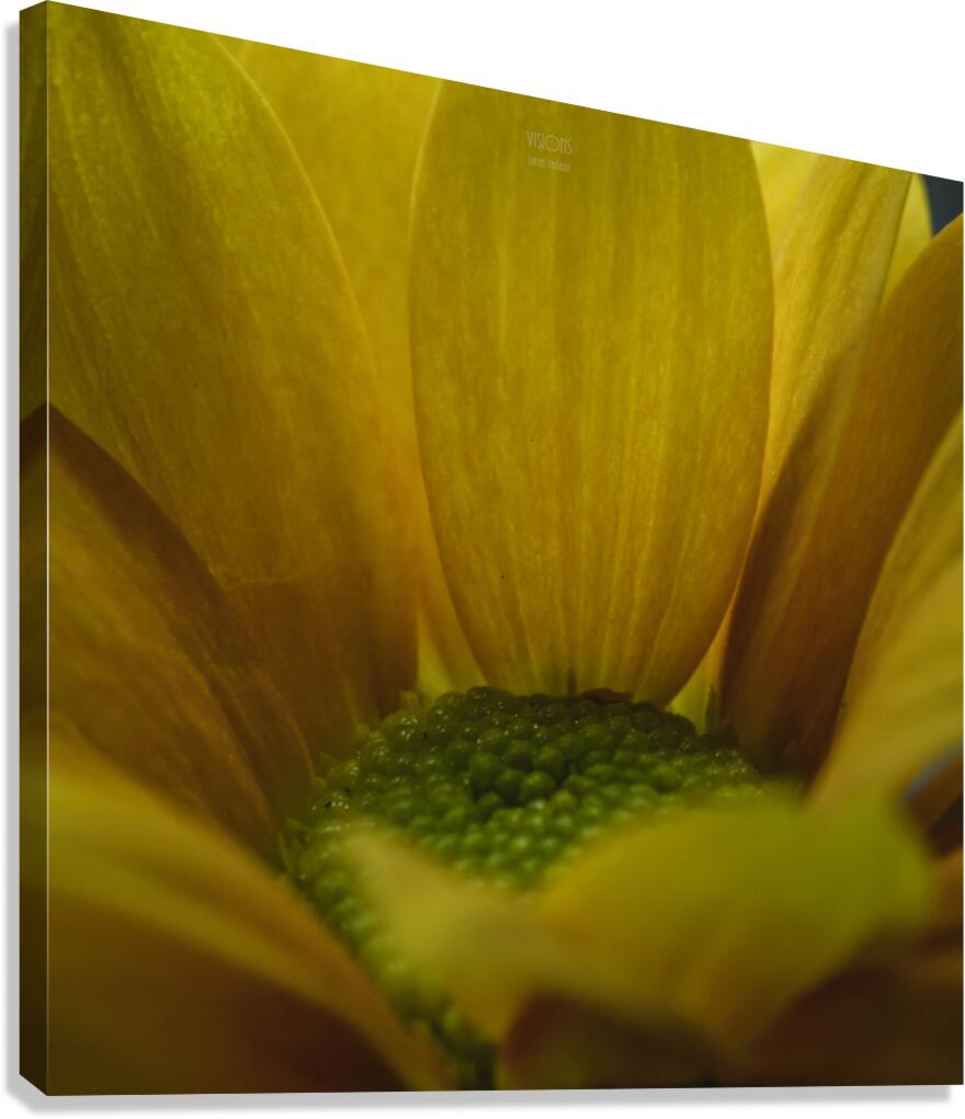 44A6336 Canvas Print