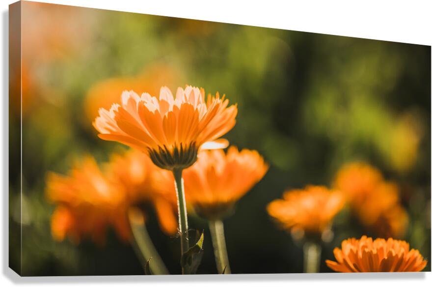  44A6567  Canvas Print