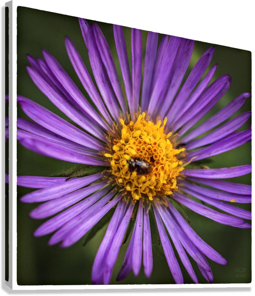  44A6090  Canvas Print