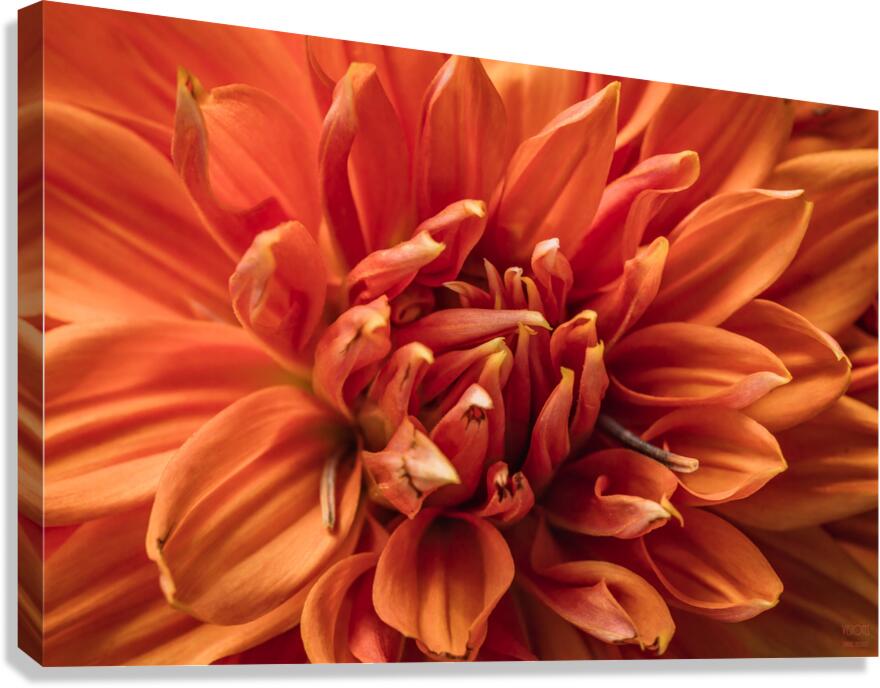  44A6640 Canvas Print