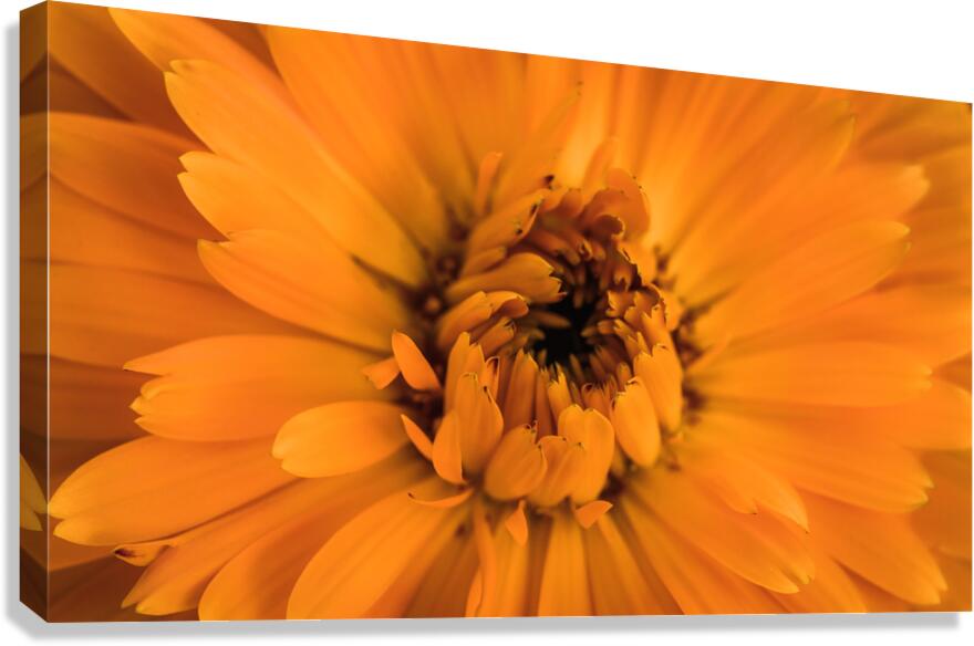  44A6277 Canvas Print