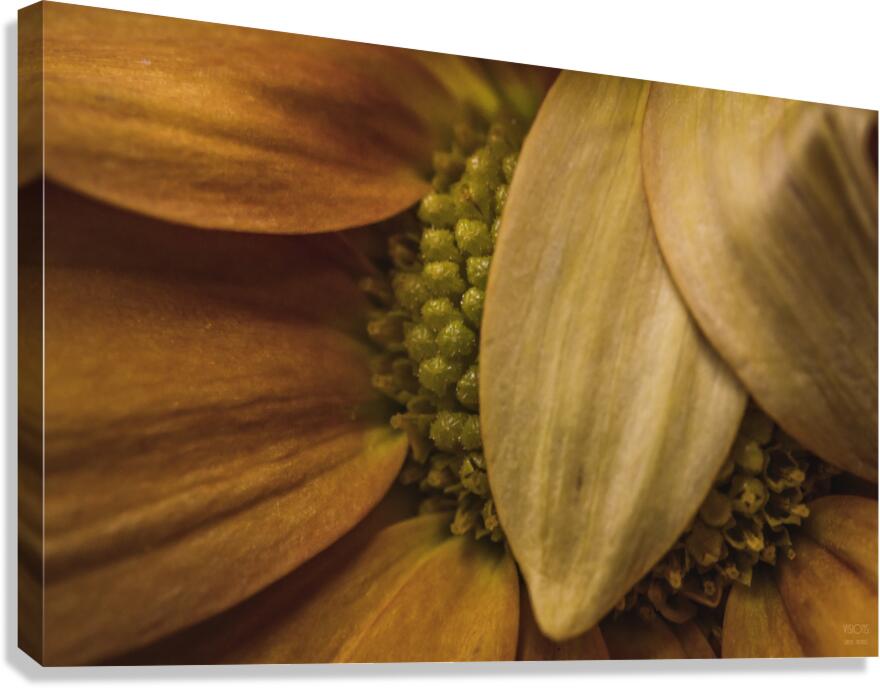  44A6418 Canvas Print