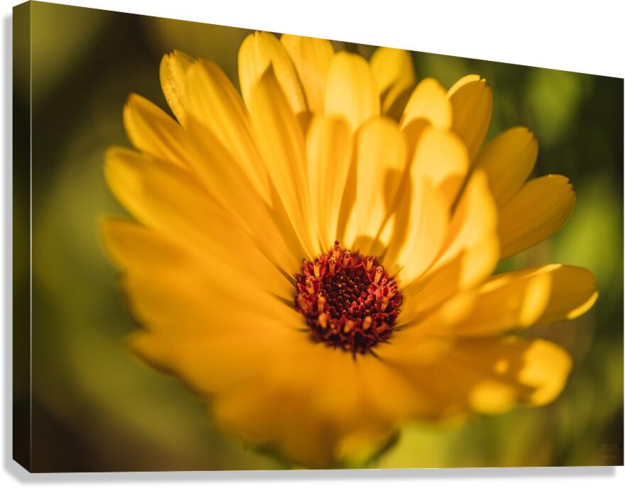  44A6490 Canvas Print