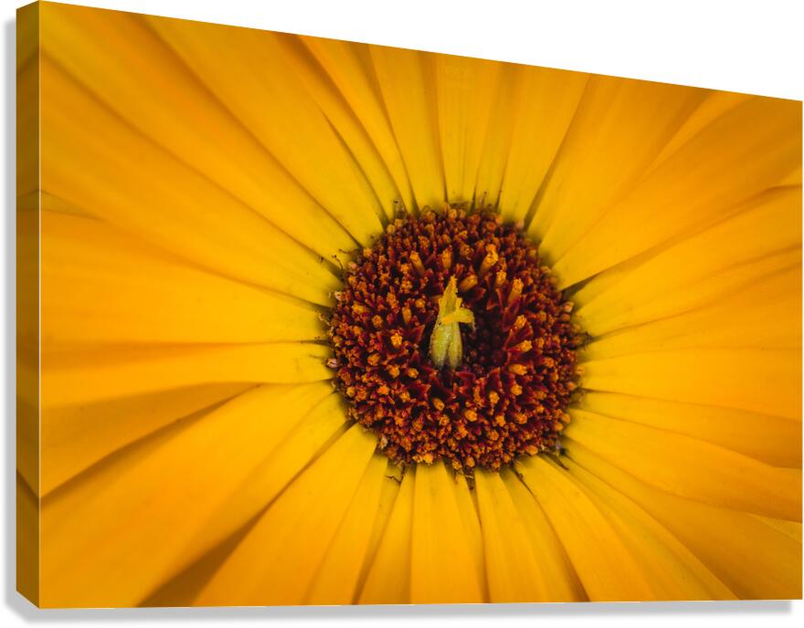  44A6279 Canvas Print