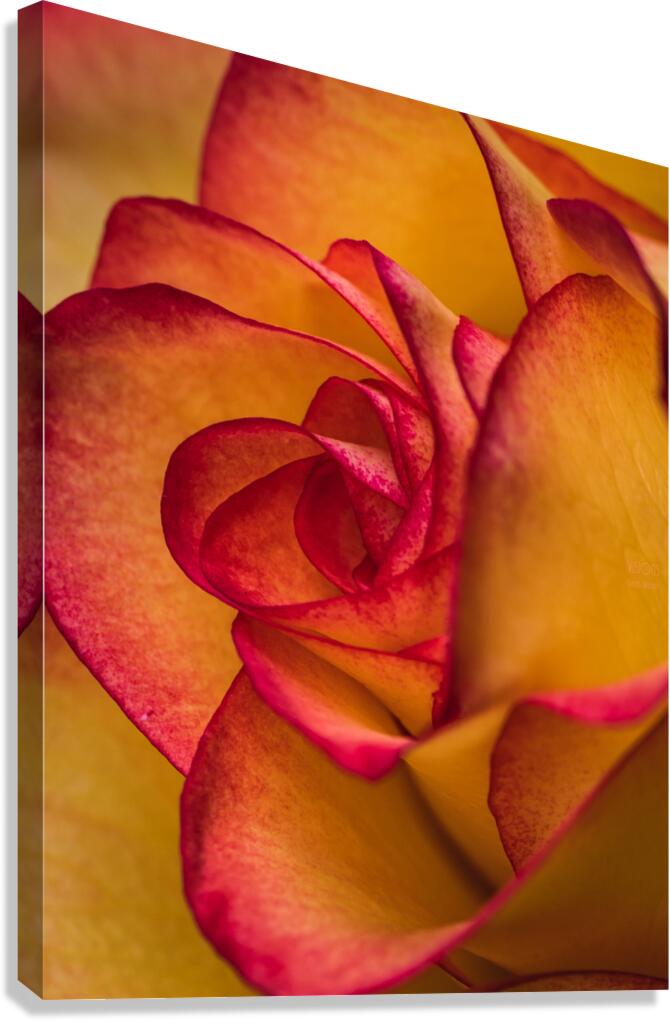  44A6388 Canvas Print