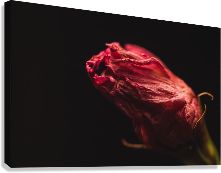 44A6736  Canvas Print