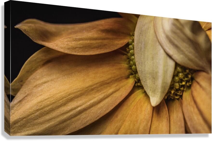  44A6424 Canvas Print