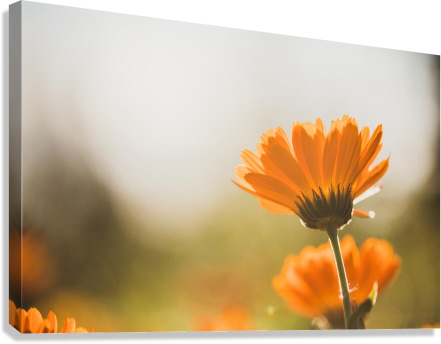  44A6574 Canvas Print