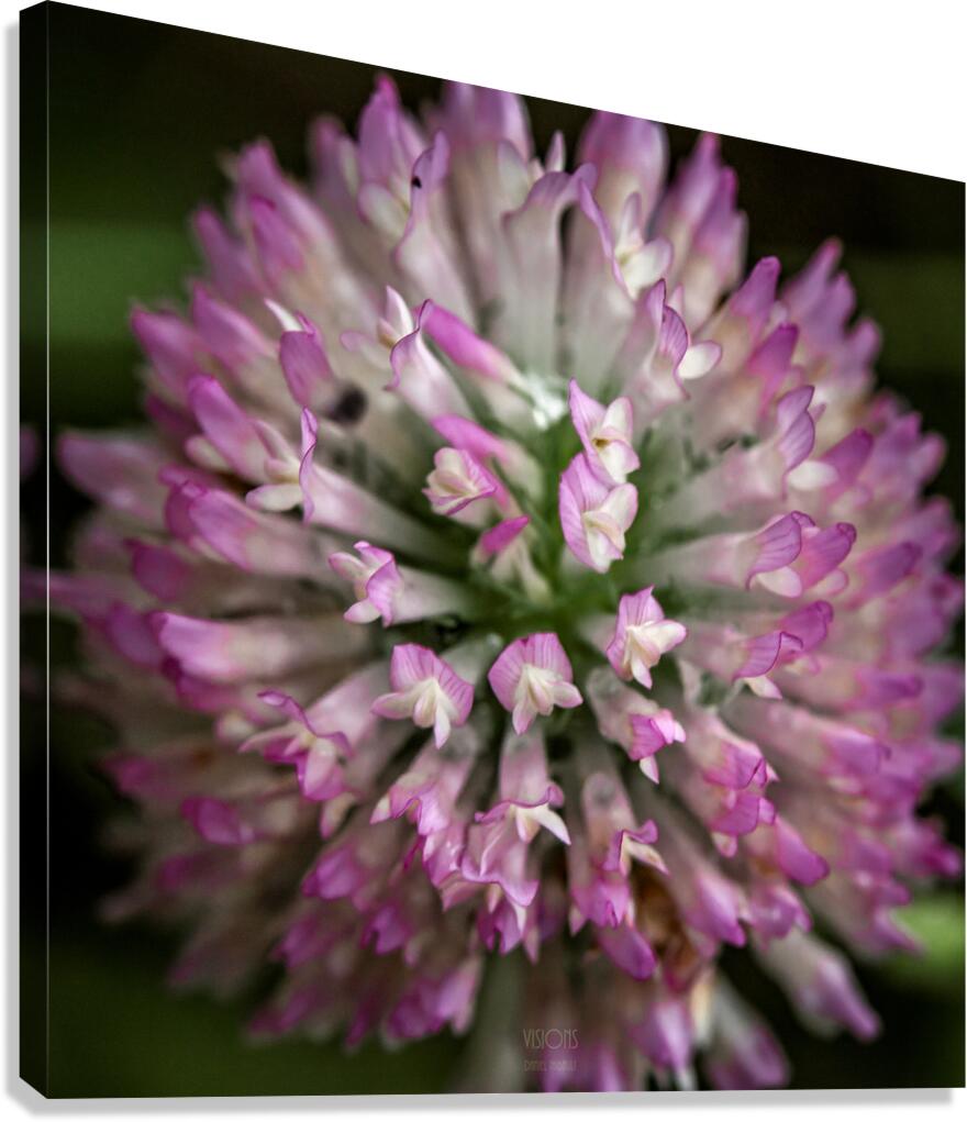  44A6046 Canvas Print