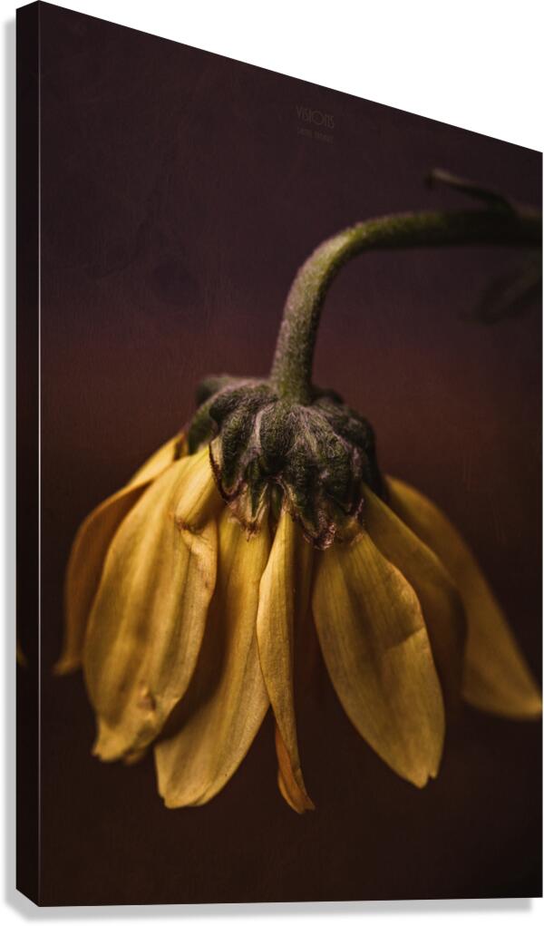  44A6398 Canvas Print