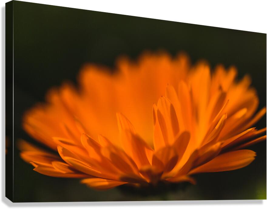 44A6516 Canvas Print
