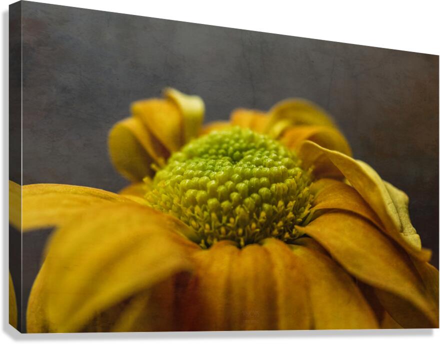  44A6389 Canvas Print