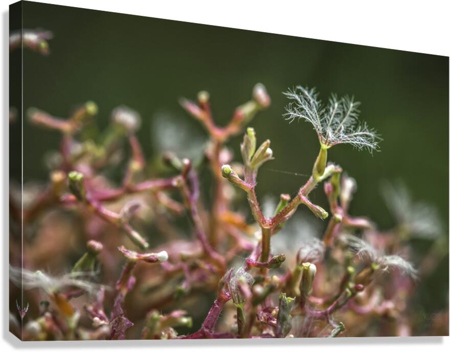  44A6052 Canvas Print
