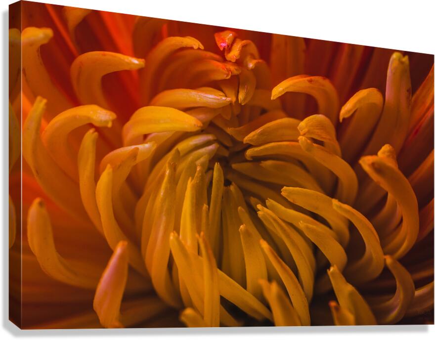  44A6372 Canvas Print