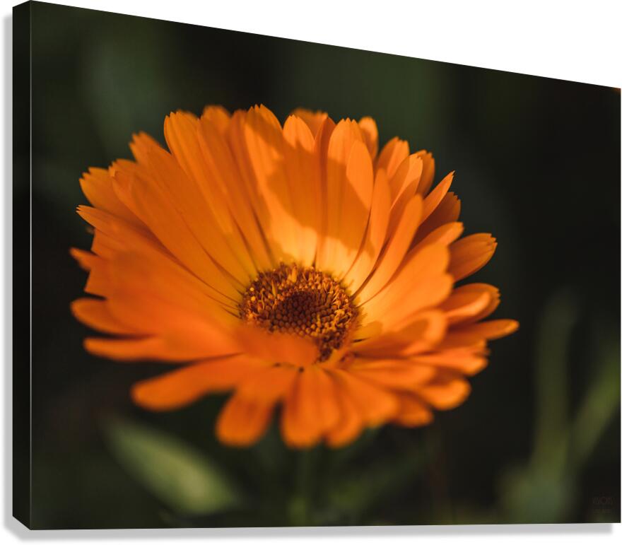  44A6512 Canvas Print