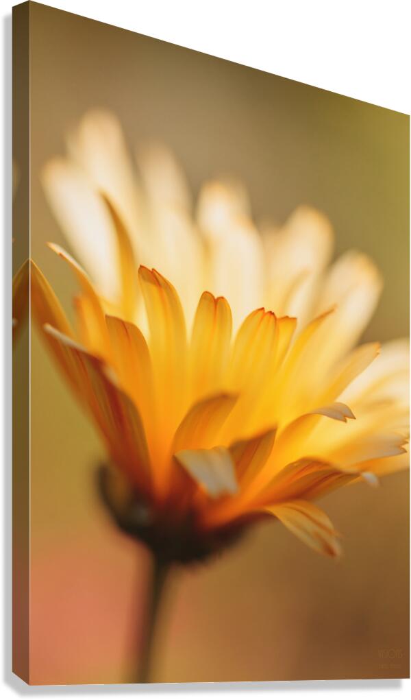  44A6497 Canvas Print