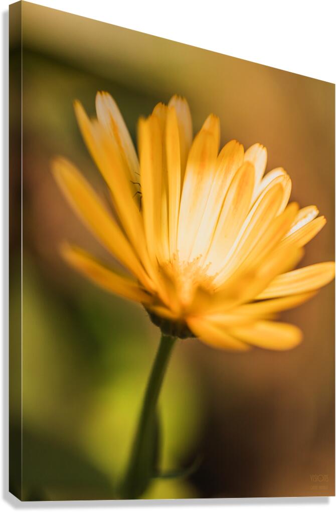  44A6498 Canvas Print