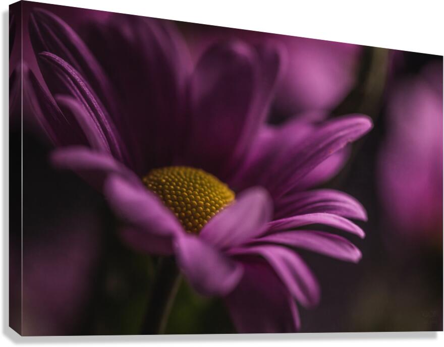  44A6749 Canvas Print