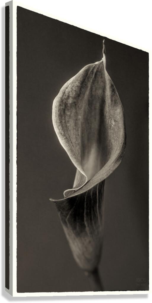  44A6948  Canvas Print