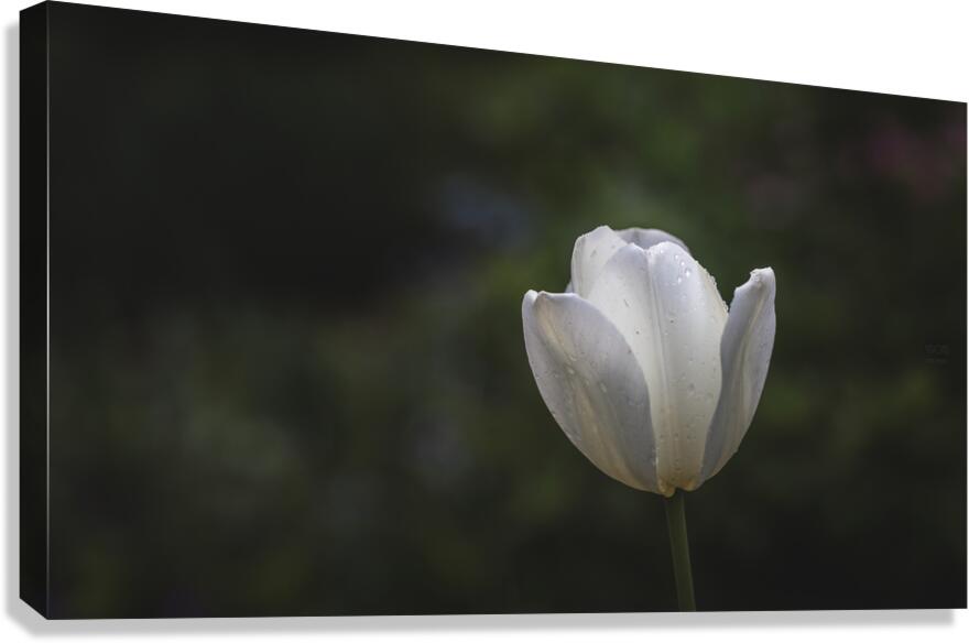  44A7189 Canvas Print
