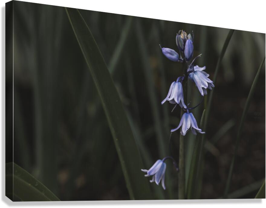  44A7192 Canvas Print