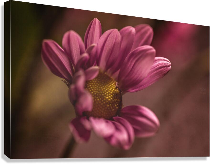  44A6750 Canvas Print