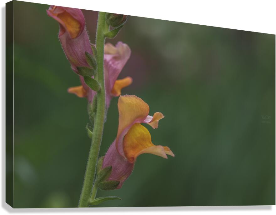  44A7537 Canvas Print