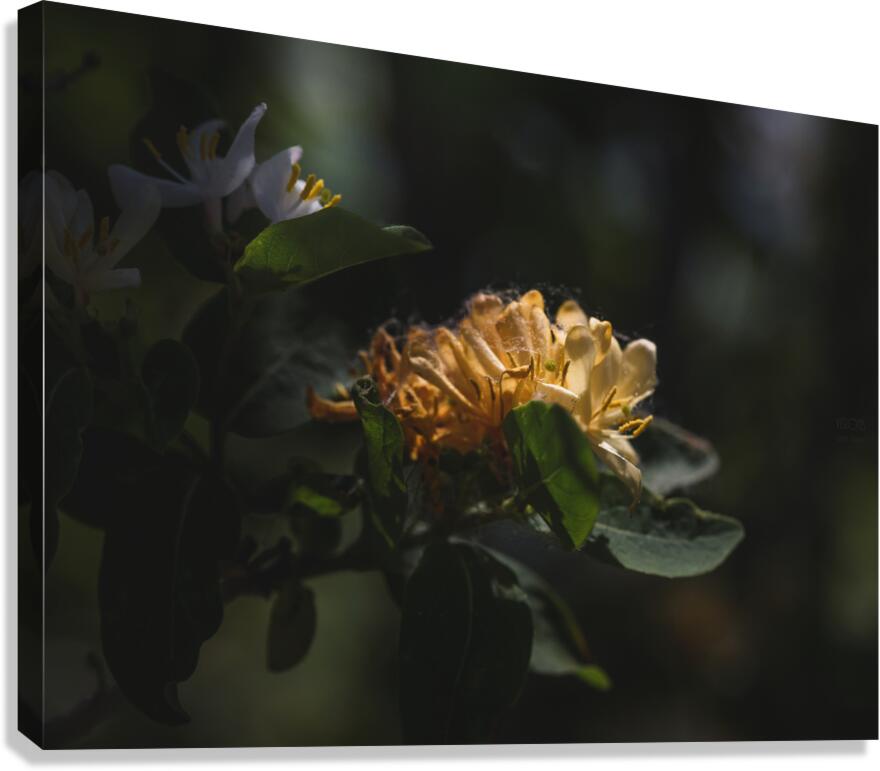  44A7334 Canvas Print