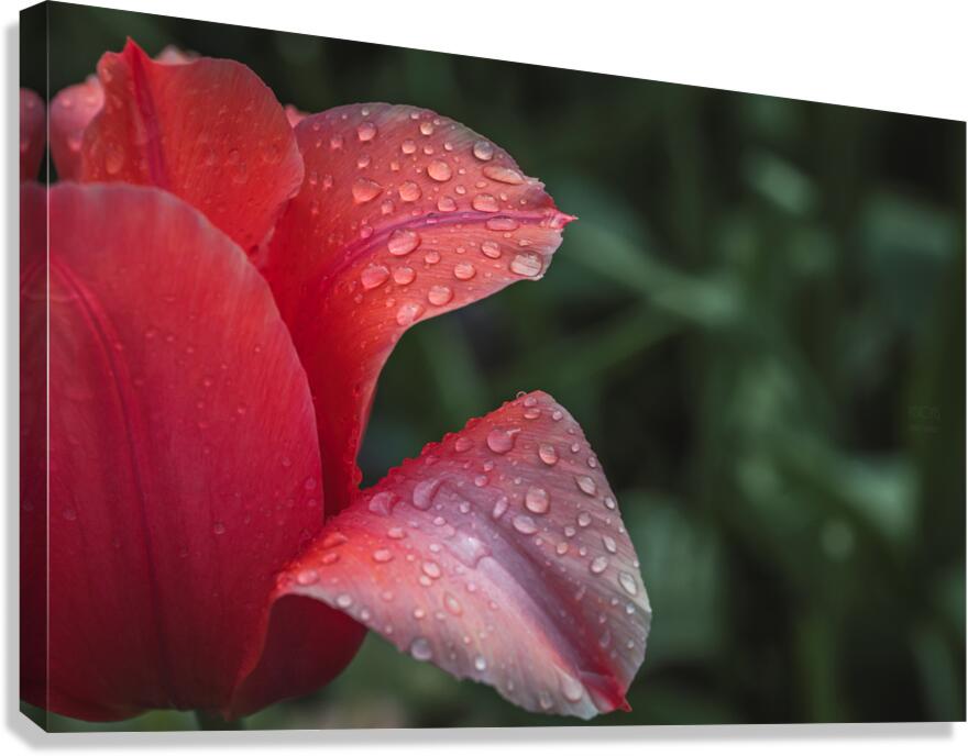  44A7174 Canvas Print