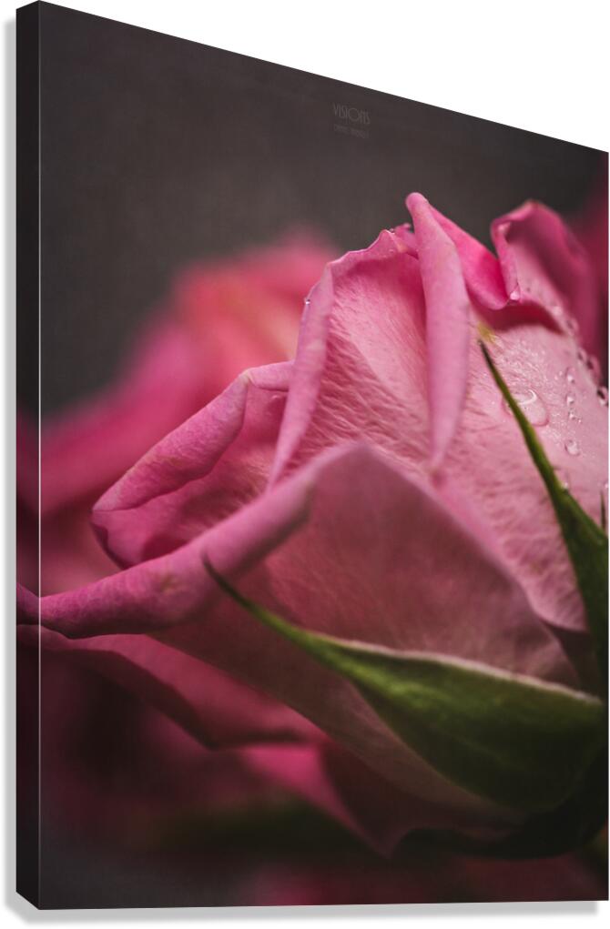  44A6849 Canvas Print
