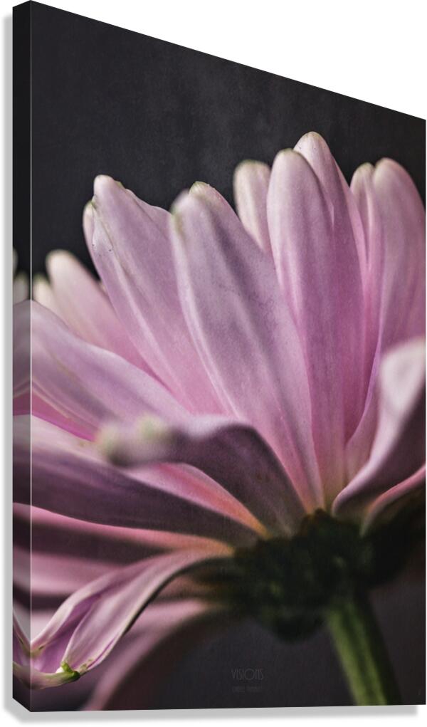 44A6807 Canvas Print