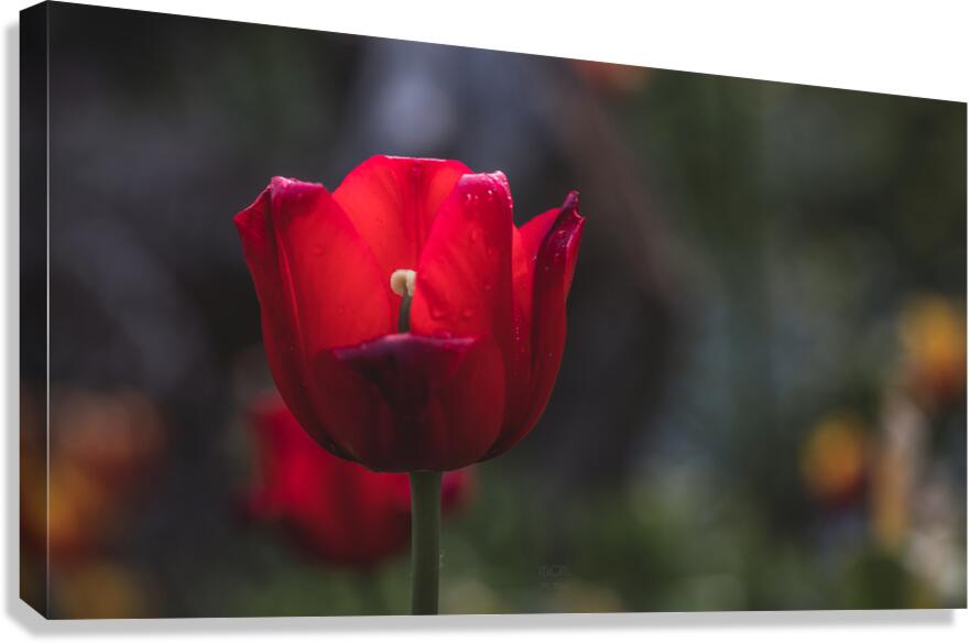  44A7180 Canvas Print