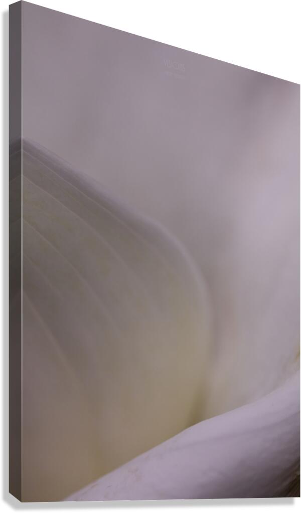  44A6774 Canvas Print