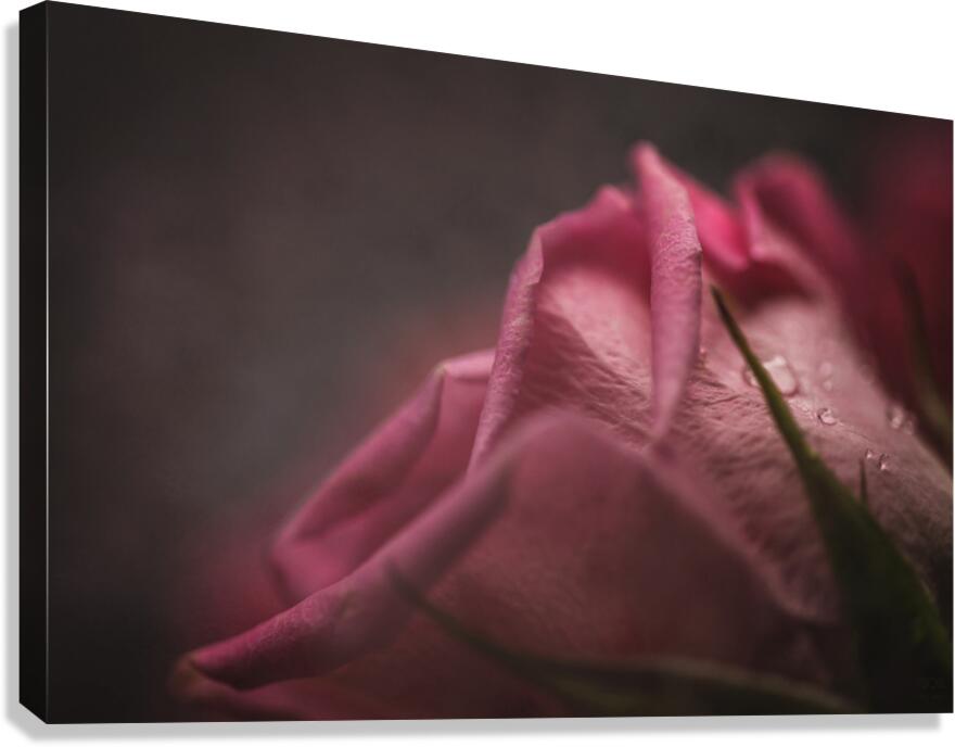  44A6851 Canvas Print