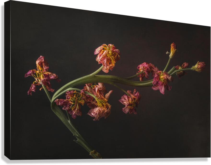  44A6933 Canvas Print