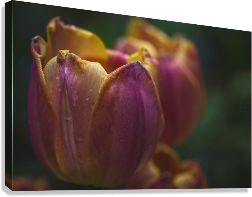  44A7185 Canvas Print