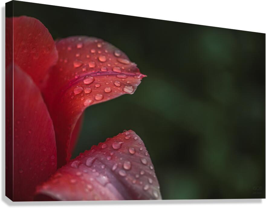  44A7172 Canvas Print