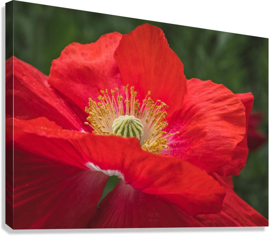  44A7572 Canvas Print