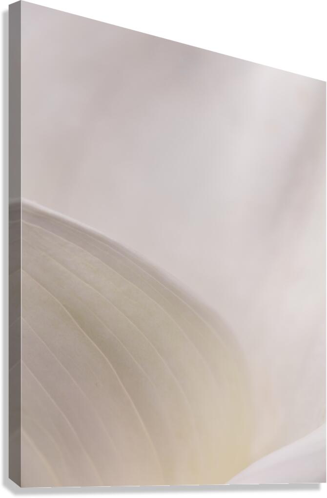  44A6773 Canvas Print