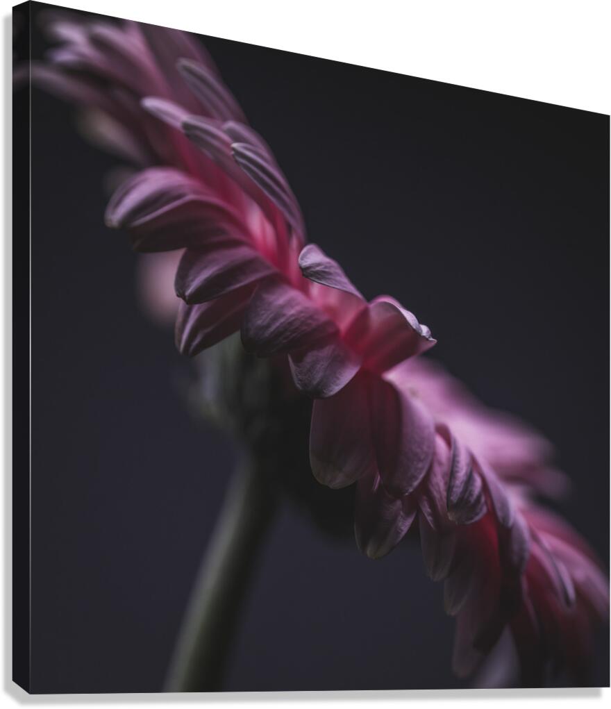  44A6771 Canvas Print