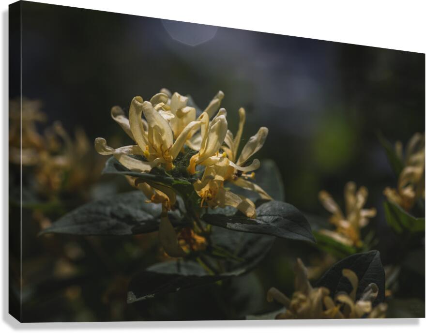  44A7288 Canvas Print
