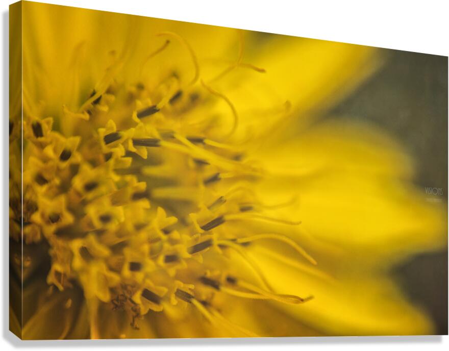  44A8155 Canvas Print
