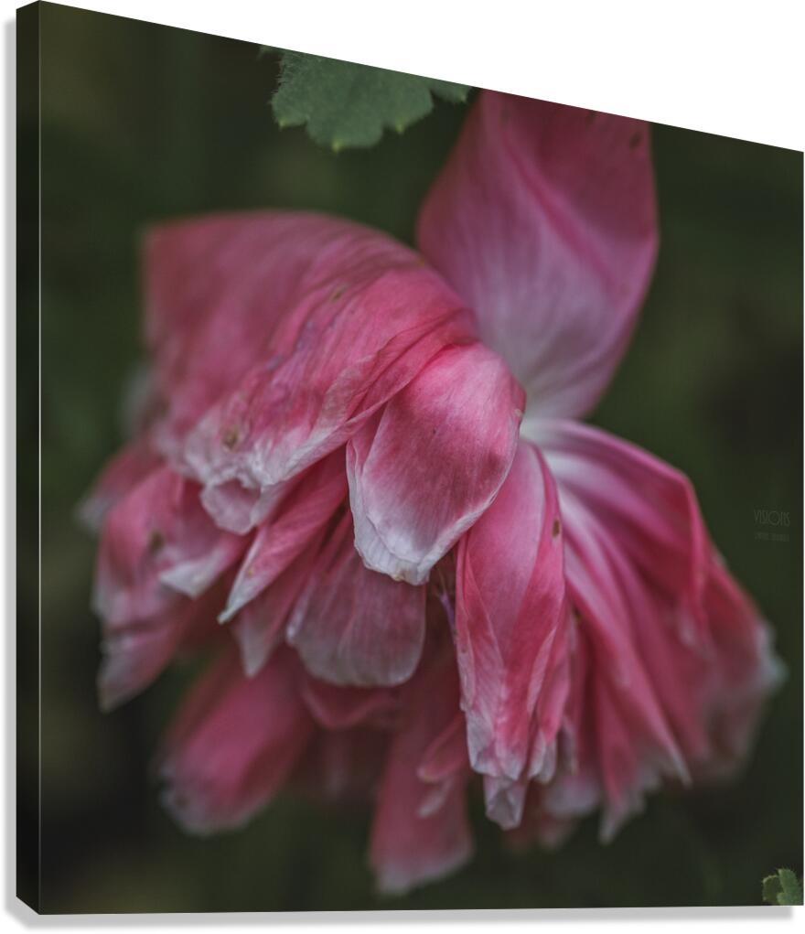  44A7576 Canvas Print
