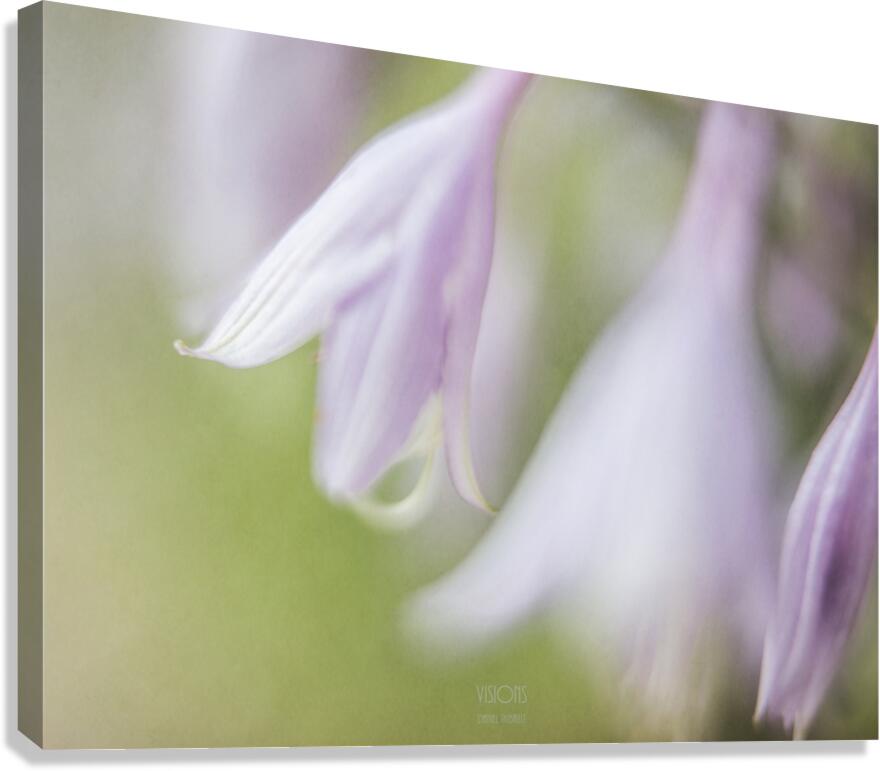  44A7933 Canvas Print