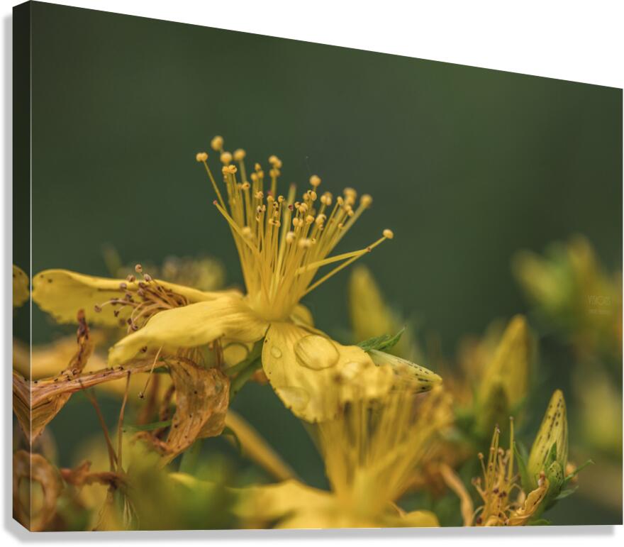  44A7618 Canvas Print