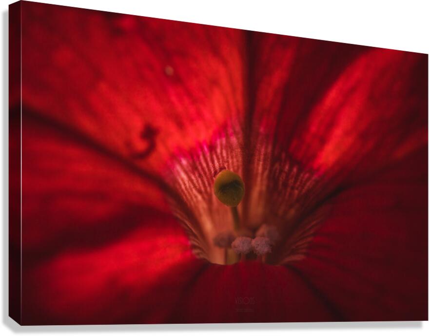  44A7790 Canvas Print