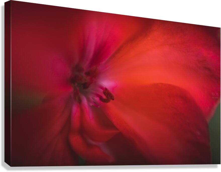  44A7724 Canvas Print