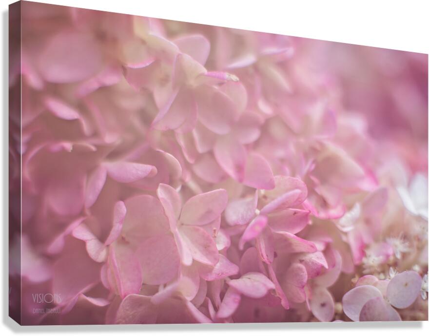  44A8167 Canvas Print